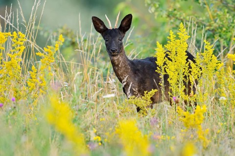 European roe deer (Capreolus capreolus), black roe deer, roebuck standing in a wild meadow, Lower