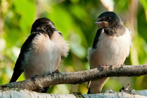 Hirundo rustica, house martin, swallow, birds, adolescent, juvenile, passeri, swallows, songbirds,