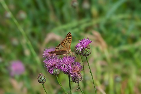 A cardinal butterfly (Argynnis pandora) on a thistle, Provence, France