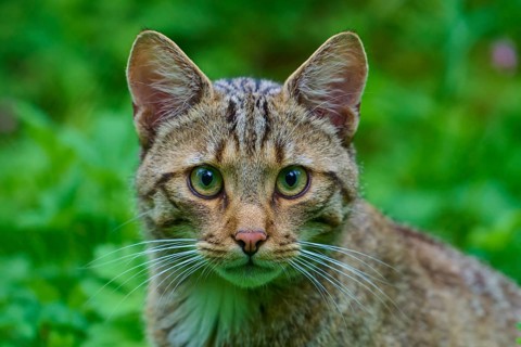 Close-up of a relaxed tabby cat with green eyes in its natural habitat, European wildcat (Felis