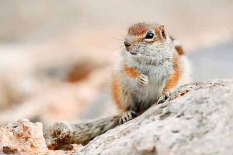 An Atlantic ground squirrel or North African bristly squirrel (Atlantoxerus getulus) perched on a