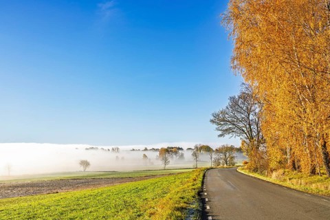 Scenic country road curves through the countryside beside a row of golden birch trees. Morning fog