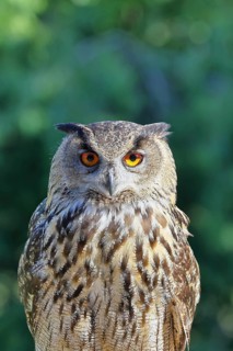 Eurasian eagle-owl (Bubo bubo), animal portrait, Rhineland-Palatinate, Germany