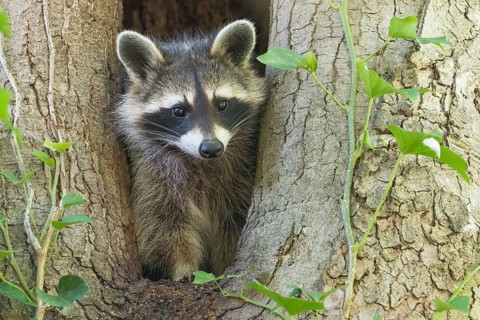 Close-up of a raccoon (Procyon lotor) peering out of a tree hollow, Hesse, Germany