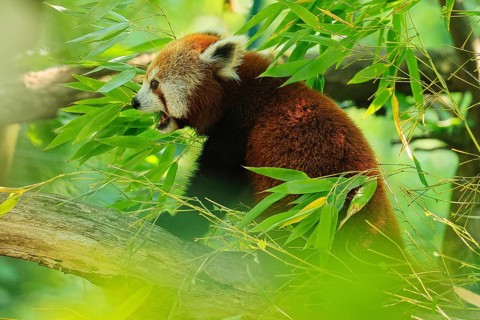 Red panda (Ailurus fulgens), Duisburg Zoo, in captivity, Duisburg, North Rhine-Westphalia, Germany