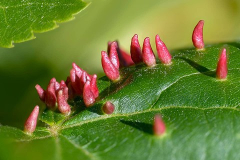 Bugle gall mite, eriophyes tiliae, lime nail gall mite, linden gall mite, linden gall mite, summer