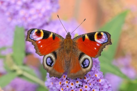 A peacock butterfly (Inachis io) feeding on nectar from a butterfly bush (Buddleja davidii) in a
