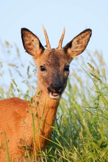 European roe deer (Capreolus capreolus), roebuck, portrait, North Rhine-Westphalia, Germany