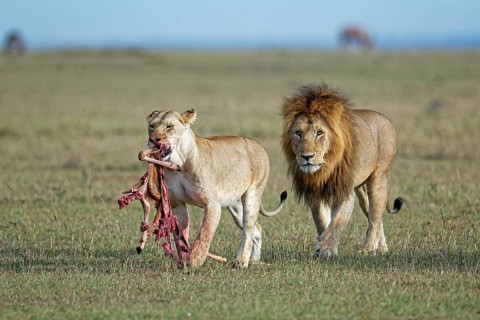 A lioness and a lion (Panthera leo) with the remains of their prey, Maasai Mara Game Reserve, Kenya