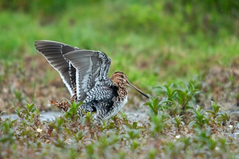 Common snipe, gallinago gallinago, snipe, bath, birds, charadriiformes, limikolen, snipe birds,