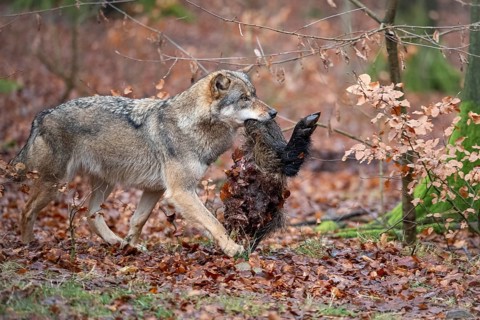Wolf (Canis lupus) with its prey, Neuhaus, Lower Saxony, Germany