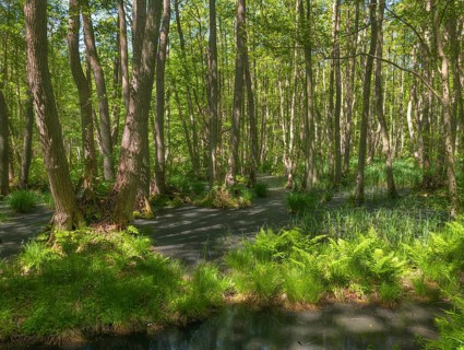 Urwald Darß Baltic Sea Germany