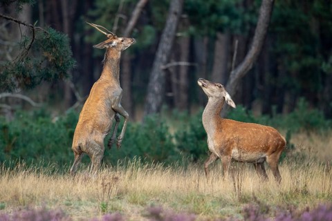 Red deer (Cervus elaphus), a young stag and an adult stag lock horns, Hoenderloo, Gelderland,