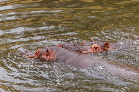 A young hippopotamus (Hippopotamus amphibius) plays in the water with its mother. Democratic