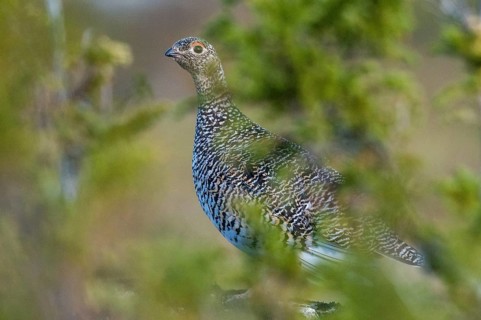 Alpine ptarmigan, Finland, Lagopus muta, Lagopus mutus, Ptarmigan, Birds, Chickens, Female,