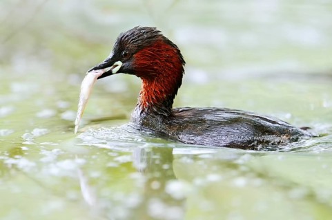 Little grebe (Tachybaptus ruficollis) with fish in its beak, North Rhine-Westphalia, Germany