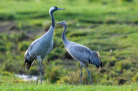 Cranes (Grus grus) leading their young across a meadow, Groß Mohrdorf, Lower Saxony, Germany