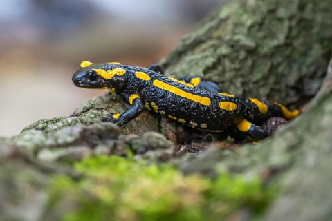 Fire salamander (Salamandra salamandra), Ilsenburg, Saxony-Anhalt, Germany