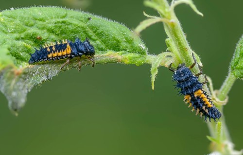 Asian ladybeetle, Asian ladybug, coccinellidae, coccinellinae, harlequin ladybug, harmonia