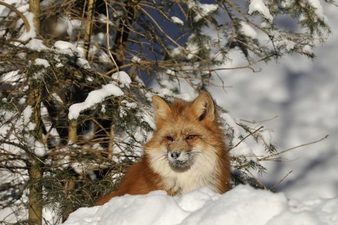 Red fox, animal, animals, beast of prey, beasts of prey, camera view, eye contact, canids,