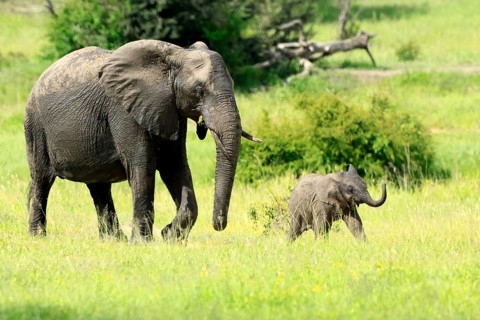 African elephant (Loxodonta africana), adult, female, calf, foraging, running, social behaviour,