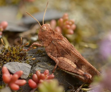 Blue-winged wasteland scare, caelifera, short-feeler scare, Oedipoda caerulescens, Oedipodinae,