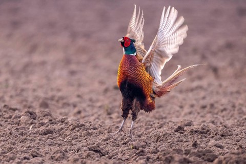 Courting pheasant (Common Pheasant), Dümmer, Lembruch, Lower Saxony, Germany
