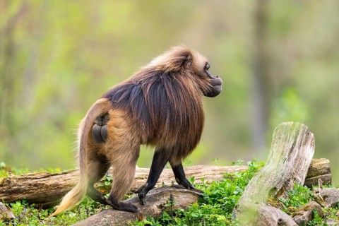 Gelada (Theropithecus gelada) male standing on a meadow, captive, distribution africa