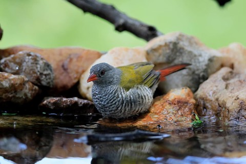 Melba's Bunting (Pytilia melba), adult, female, by the water, alert, Kruger National Park, South