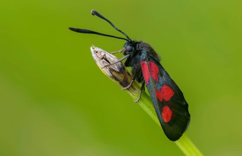 Wetland ram, five-spot burnet, clover ram, marsh horn clover ram, zygaena trifolii, blood droplets,