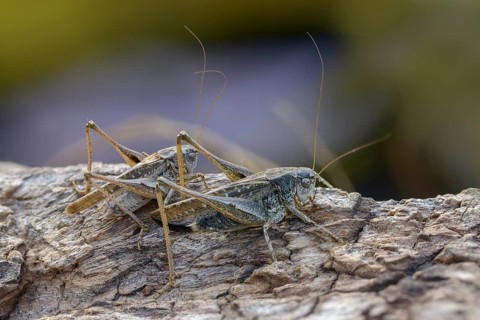 Grey bush cricket, deciduous locusts, platycleis albopunctata, tettigonioidea, western bite scare,