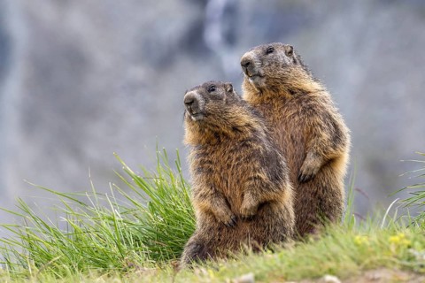 Alpine marmot (Marmota marmota), Heiligenblut, Carinthia, Austria