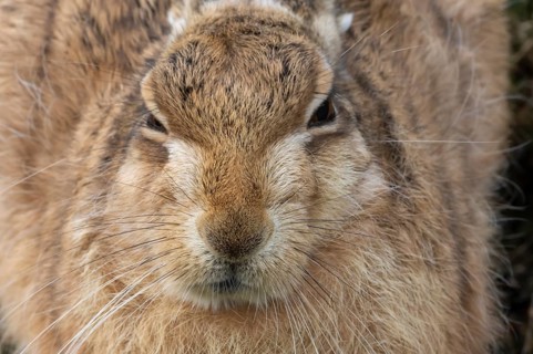 European brown hare (Lepus europaeus) adult animal head portrait, England, United Kingdom
