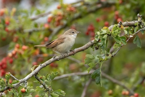 Common whitethroat (Curruca communis) adult bird in a hawthorn tree in a hedgerow with red berries