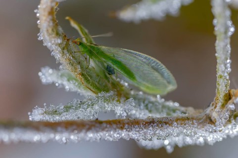 Chrysoperla carnea, lacewing, common lacewing, green lacewing, green lacewing, neuroptera, detail,