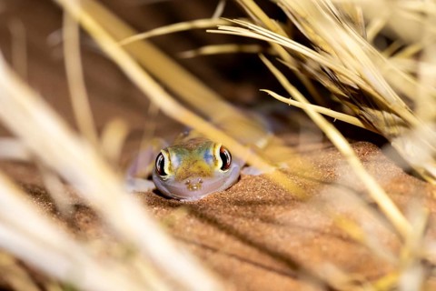 Palmato gecko (Pachydactylus rangei), night shot, NamibRand Nature Reserve, Namib Desert, Namibia