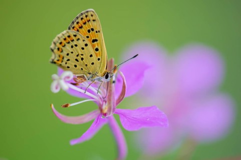 Sooty Copper (Lycaena tityrus), Oldenburg Münsterland, Goldenstedt, Lower Saxony, Germany
