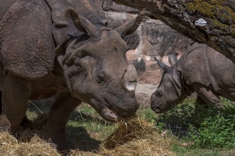 African white rhinoceros (Rhinoceros unicornis) with its calf, Nuremberg Zoo, Middle Franconia,