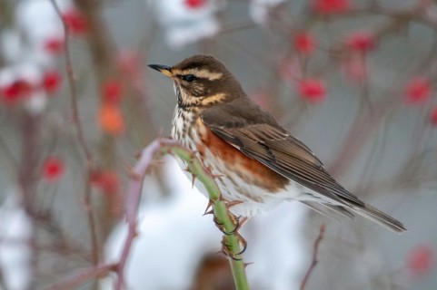 Dog rose, redwing, pink canina, rosaceae, rose family, redthrush, turdus iliacus, autumn, birds,