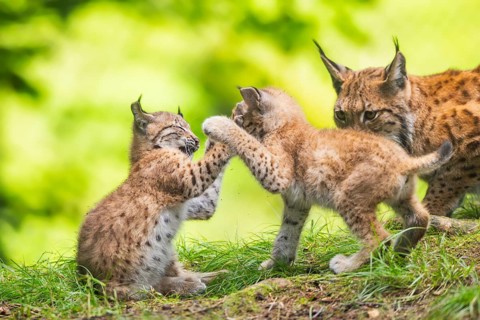 Eurasian lynx (Lynx lynx) mother with her youngsters (cubs) in a forest, Bavaria, Germany