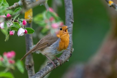 Erithacus rubecula, fruit tree blossoms, robin, robins, birds, call, spring, song, passeri, call,
