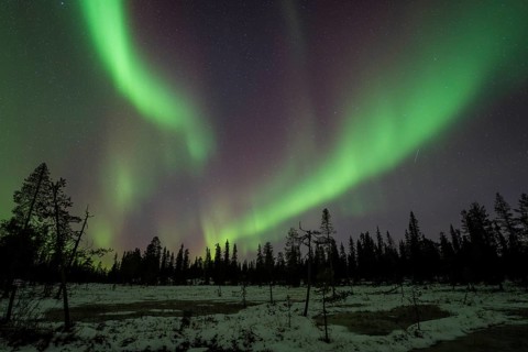 Northern Lights (Aurora borealis), Muddus National Park, Laponia World Heritage Site, Norrbotten,
