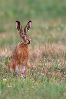 European hare (Lepus europaeus), Vechta, Lower Saxony, Germany