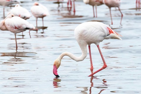 Greater Flamingo (Phoenicopterus roseus) standing in shallow water and feeding at Lake Nakuru,