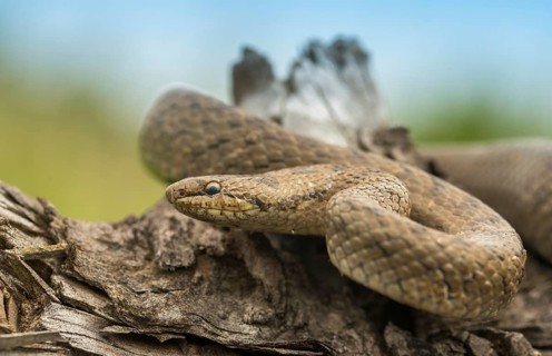 Coronella Austriaca, smooth snake, critters, reptilia, reptilia, reptiles, snakes, snakes