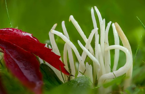 Clavaria fragilis, Clavaria vermicularis, fairy fingers, white spindle, white worm coral, meadow