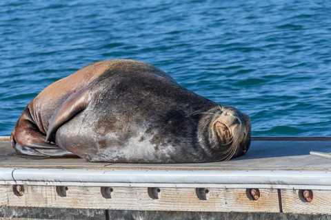 California sea lion, (Zalophus californianus), Oceanside, San Diego County, California, United