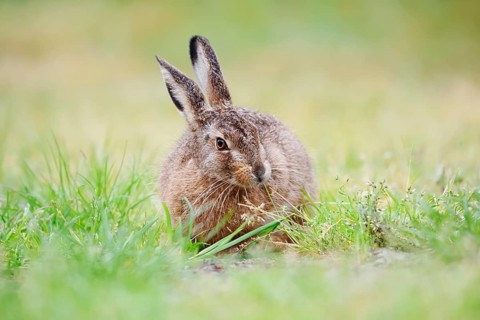 A brown hare (Lepus europaeus) sitting in a meadow, North Rhine-Westphalia, Germany