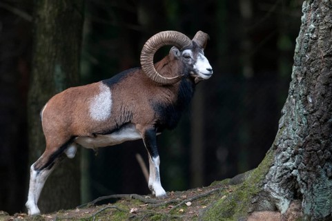 Artiodactyla, even-toed ungulate, mouflon, mouflon, mouflon, ovis gmelini musimon, cloven-hoofed,