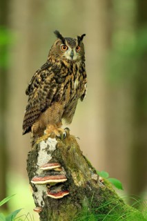 Eurasian Eagle-owl (Bubo bubo), adult, perch, vigilant, in summer, Wisdom, Šumava, Czech Republic